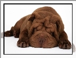 Brzowy, Shar Pei